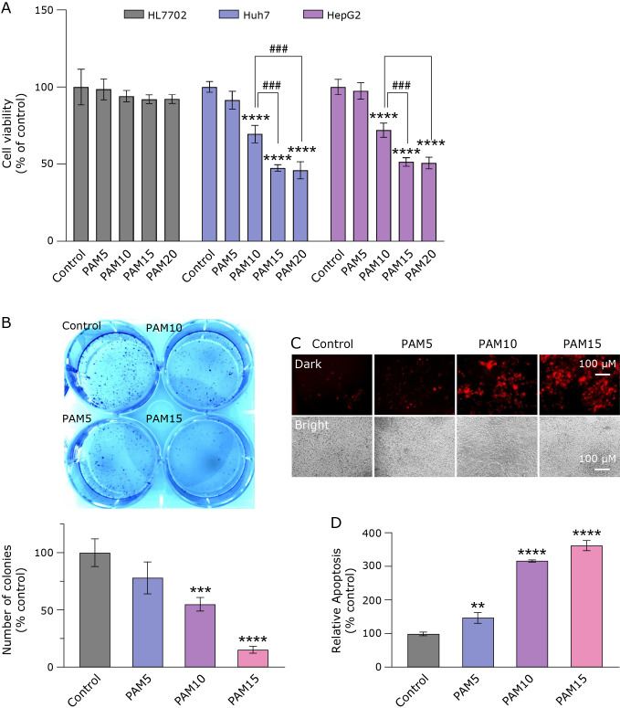 Plasma-activated medium exerts tumor-specific inhibitory effect on hepatocellular carcinoma via disruption of the salvage pathway.