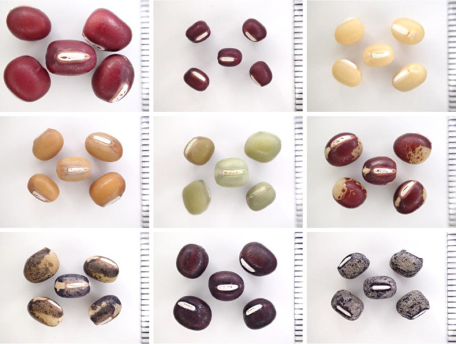 Taxonomic history, morphology, evolution, gene pool and stress tolerances of azuki bean and its related wild <i>Vigna</i> genetic resources.