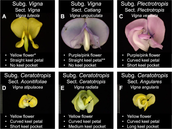 Taxonomic history, morphology, evolution, gene pool and stress tolerances of azuki bean and its related wild <i>Vigna</i> genetic resources.
