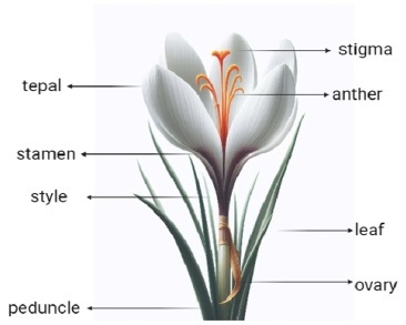 Exploring the Potential of Saffron as a Therapeutic Agent in Depression Treatment: A Comparative Review.