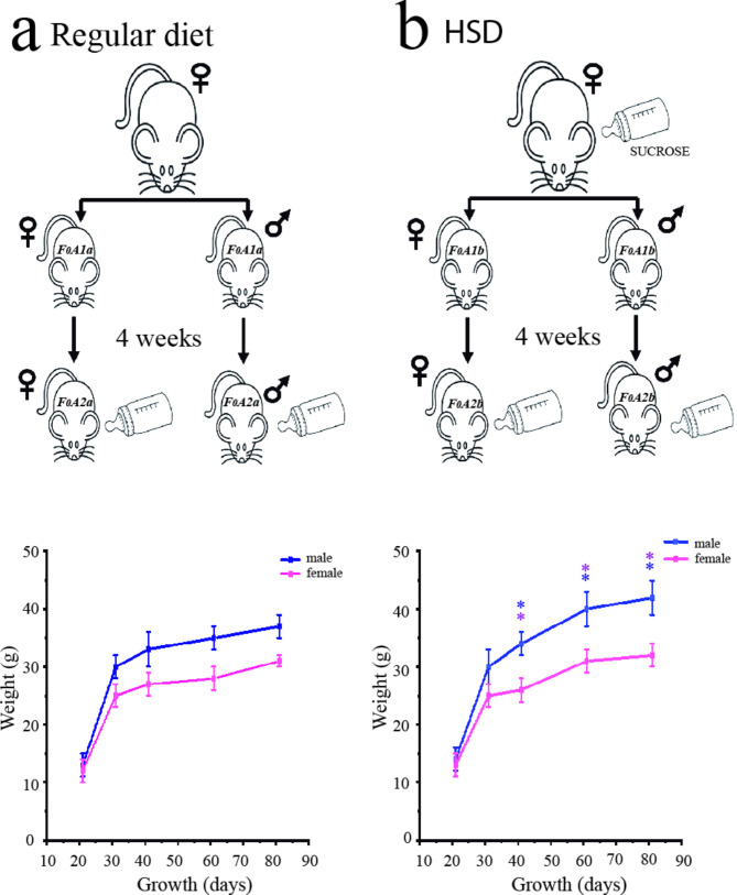 A maternal diet high in carbohydrates causes bradyarrhythmias and changes in heart rate variability in the offspring sex-dependent in mice.