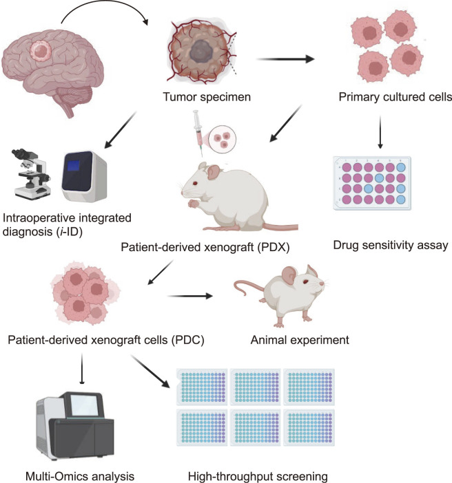 Translational Research Platform for Malignant Central Nervous System Tumors.