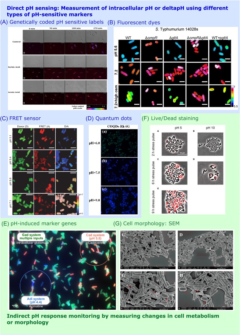 Methods for studying microbial acid stress responses: from molecules to populations.
