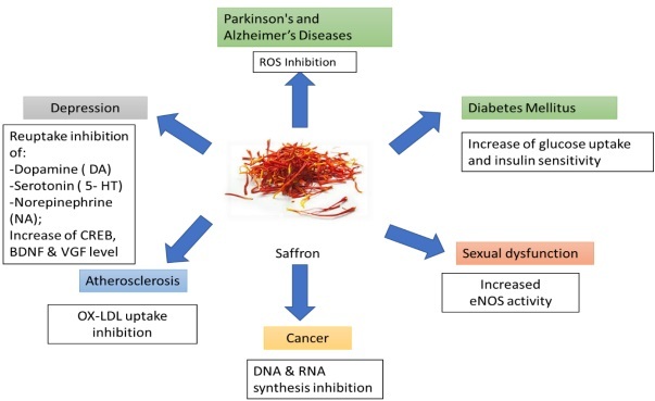 Exploring the Potential of Saffron as a Therapeutic Agent in Depression Treatment: A Comparative Review.