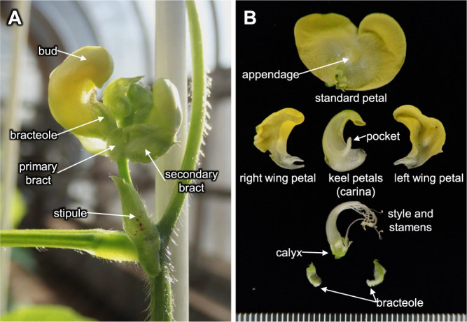 Taxonomic history, morphology, evolution, gene pool and stress tolerances of azuki bean and its related wild <i>Vigna</i> genetic resources.