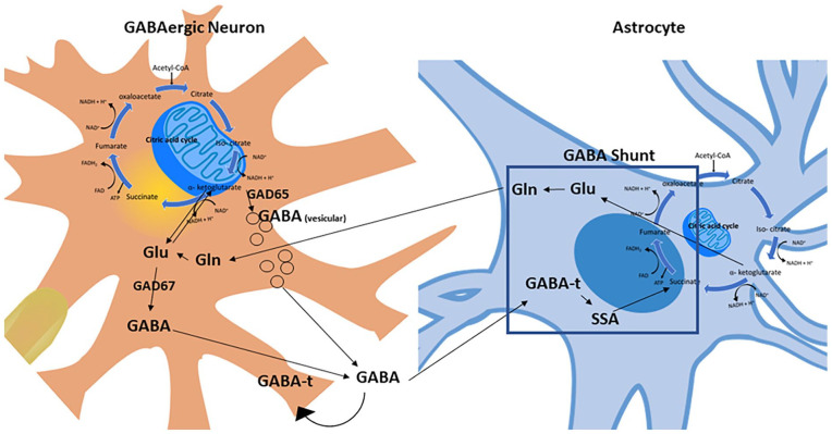 GABA, Aging and Exercise: Functional and Intervention Considerations.