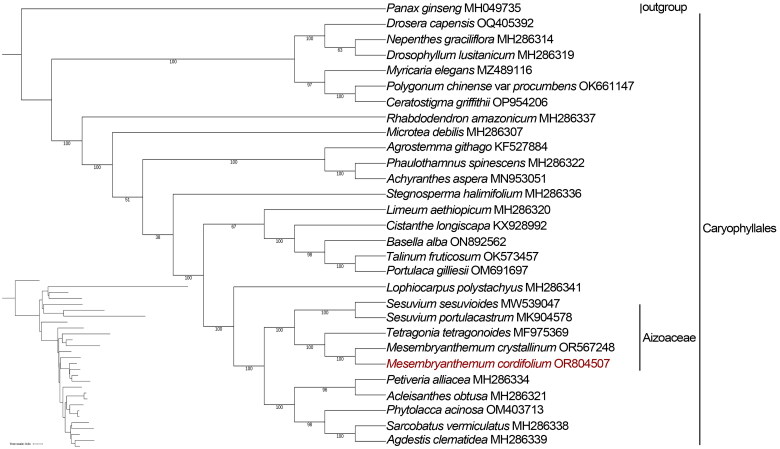 Characteristics and phylogenetic analysis of the complete chloroplast genome of <i>Mesembryanthemum cordifolium</i> L. F. (Aizoaceae).
