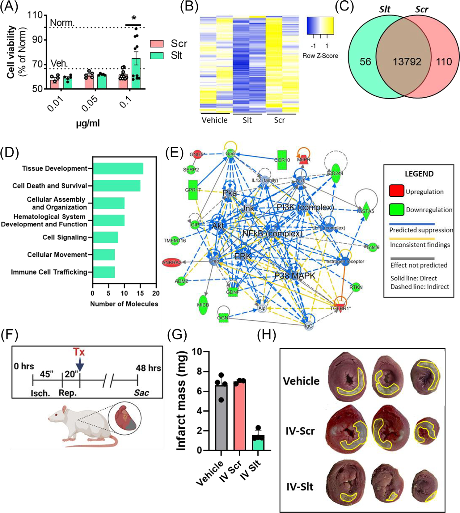 A novel micropeptide, Slitharin, exerts cardioprotective effects in myocardial infarction.