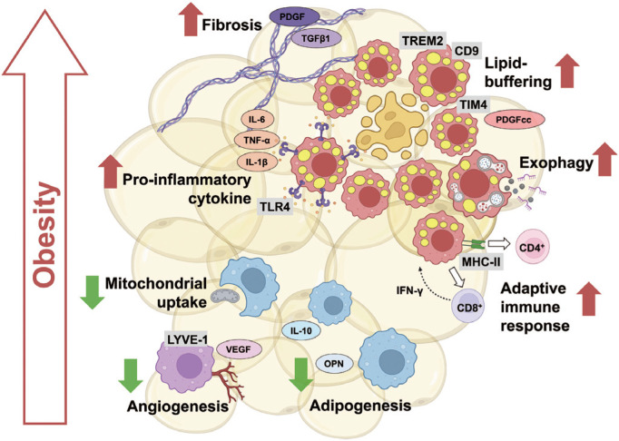 Dynamic Roles and Expanding Diversity of Adipose Tissue Macrophages in Obesity.