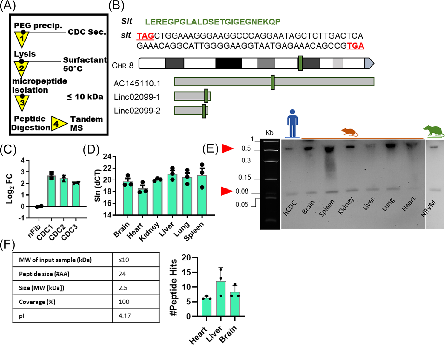 A novel micropeptide, Slitharin, exerts cardioprotective effects in myocardial infarction.