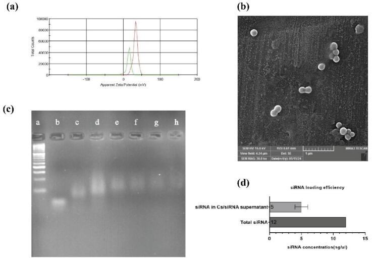 Targeting hypoxia-inducible factor 1 alpha augments synergistic effects of chemo/immunotherapy via modulating tumor microenvironment in a breast cancer mouse model.