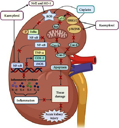 Potential Nephroprotective Effect of Kaempferol: Biosynthesis, Mechanisms of Action, and Clinical Prospects.