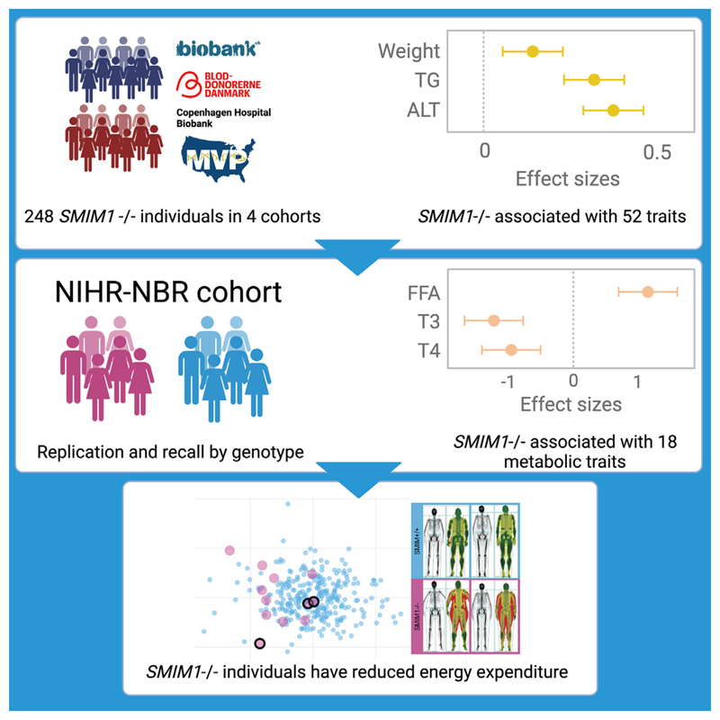 SMIM1 absence is associated with reduced energy expenditure and excess weight.