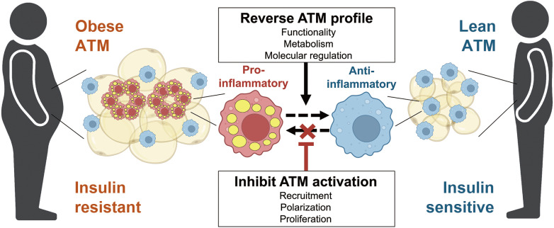 Dynamic Roles and Expanding Diversity of Adipose Tissue Macrophages in Obesity.