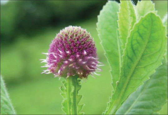 Antimicrobial efficacy of extracts obtained from aerial part, leaves, and flowers of <i>Sphaeranthus indicus</i> on different periodontal pathogens: An <i>in vitro</i> study.