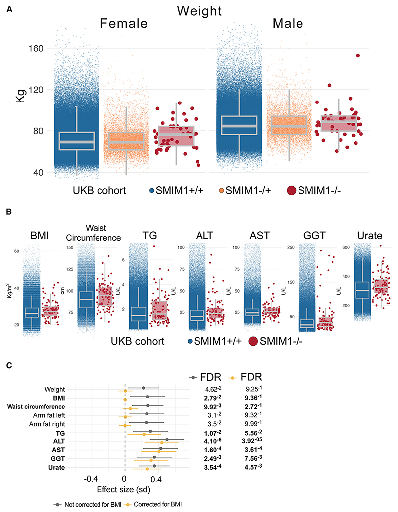 SMIM1 absence is associated with reduced energy expenditure and excess weight.