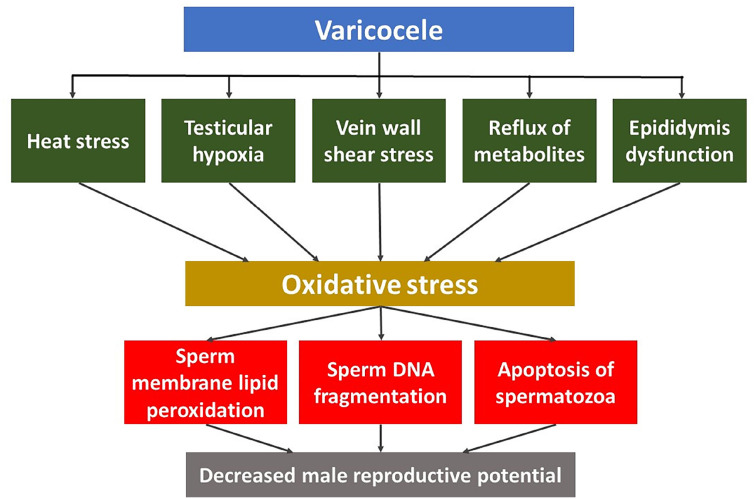 From pathophysiology to practice: addressing oxidative stress and sperm DNA fragmentation in Varicocele-affected subfertile men.