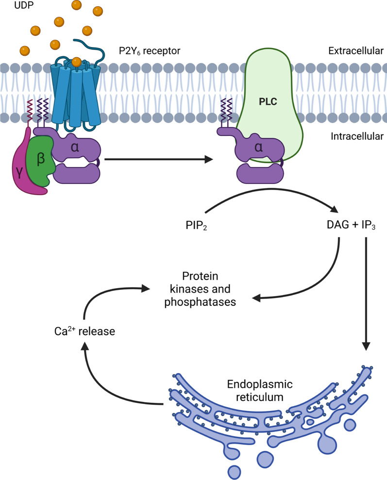 The microglial P2Y<sub>6</sub> receptor as a therapeutic target for neurodegenerative diseases.