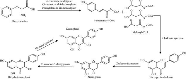 Potential Nephroprotective Effect of Kaempferol: Biosynthesis, Mechanisms of Action, and Clinical Prospects.