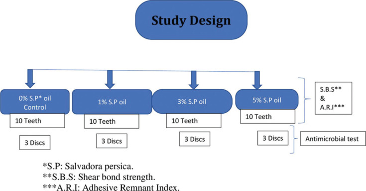 Comprehensive evaluation of early shear bond strength and antimicrobial activity in orthodontic adhesives enhanced with salvadora persica oil.