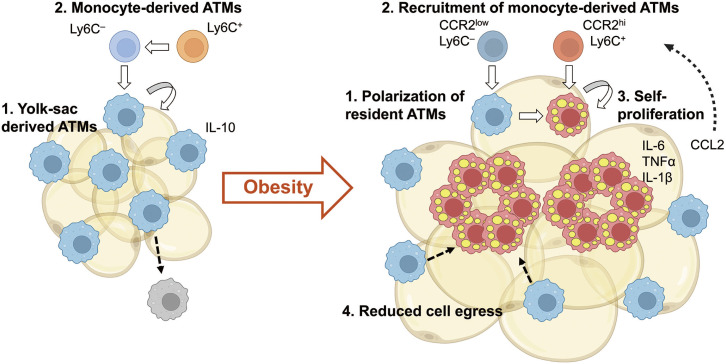 Dynamic Roles and Expanding Diversity of Adipose Tissue Macrophages in Obesity.