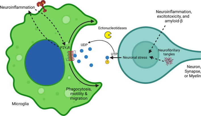 The microglial P2Y<sub>6</sub> receptor as a therapeutic target for neurodegenerative diseases.