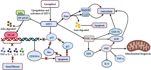 Potential Nephroprotective Effect of Kaempferol: Biosynthesis, Mechanisms of Action, and Clinical Prospects.