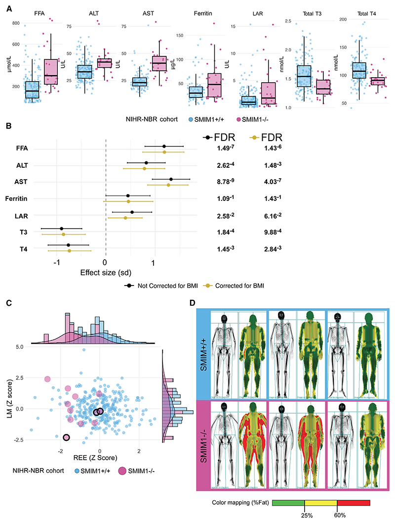 SMIM1 absence is associated with reduced energy expenditure and excess weight.