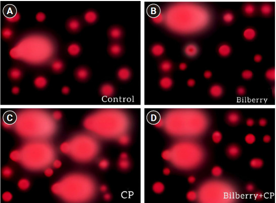Potential ameliorative effects of bilberry (Vaccinium myrtillus L.) fruit extract on cisplatin-induced reproductive damage in adult male albino rats.