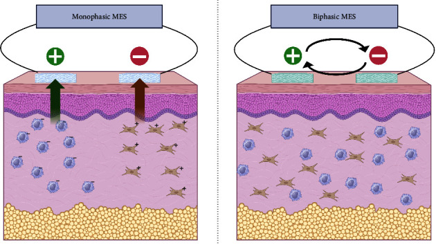 Molecular Biological Verification of the Healing Effect of Biphasic Microcurrent Electrical Stimulation in Model Rats of Skin Abrasion.