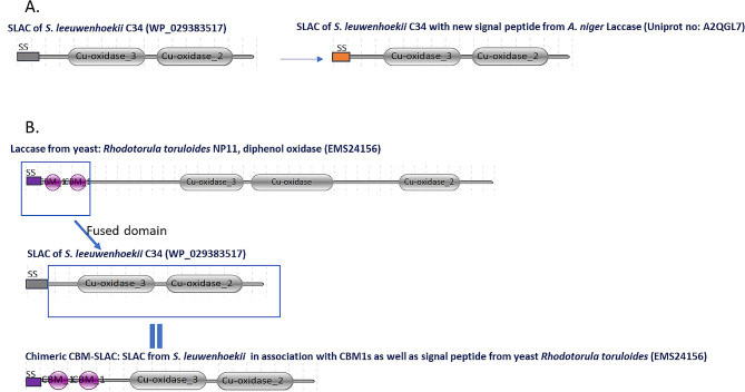 Streptomyces small laccase expressed in Aspergillus Niger as a new addition for the lignocellulose bioconversion toolbox.