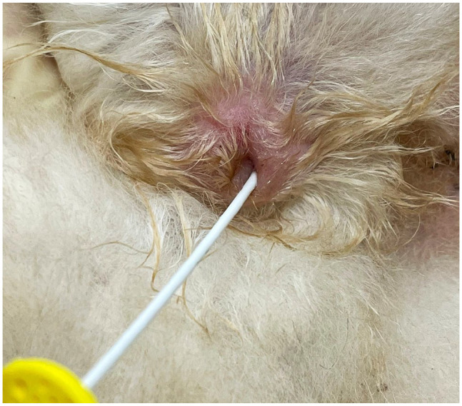 Preputial urethrostomy in a cat with suspected glandular hypospadias: case report and literature review.