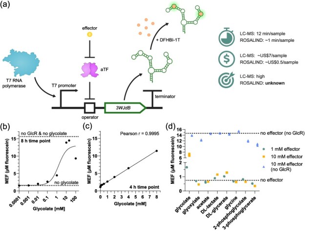 <i>In vitro</i> transcription-based biosensing of glycolate for prototyping of a complex enzyme cascade.