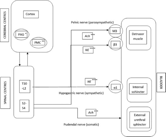 Lower urinary tract dysfunction following stroke: From molecular mechanisms to clinical anatomy.