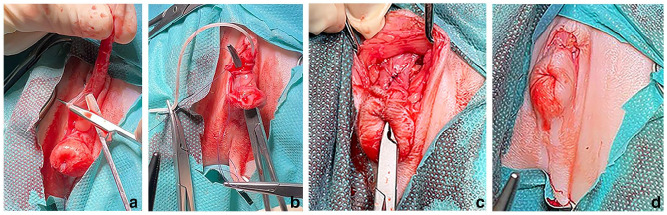Preputial urethrostomy in a cat with suspected glandular hypospadias: case report and literature review.