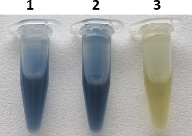 Streptomyces small laccase expressed in Aspergillus Niger as a new addition for the lignocellulose bioconversion toolbox.
