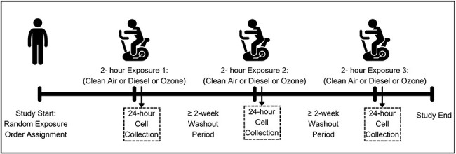 Bronchial cell epigenetic aging in a human experimental study of short-term diesel and ozone exposures.