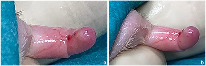 Preputial urethrostomy in a cat with suspected glandular hypospadias: case report and literature review.