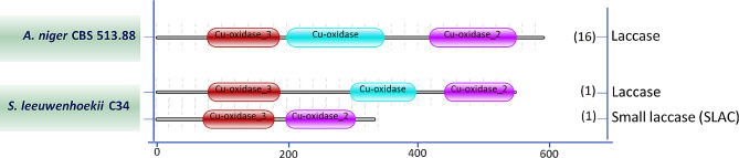 Streptomyces small laccase expressed in Aspergillus Niger as a new addition for the lignocellulose bioconversion toolbox.
