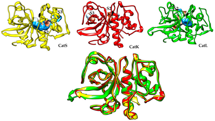 Advances in Cathepsin S Inhibition: Challenges and Breakthroughs in Drug Development.