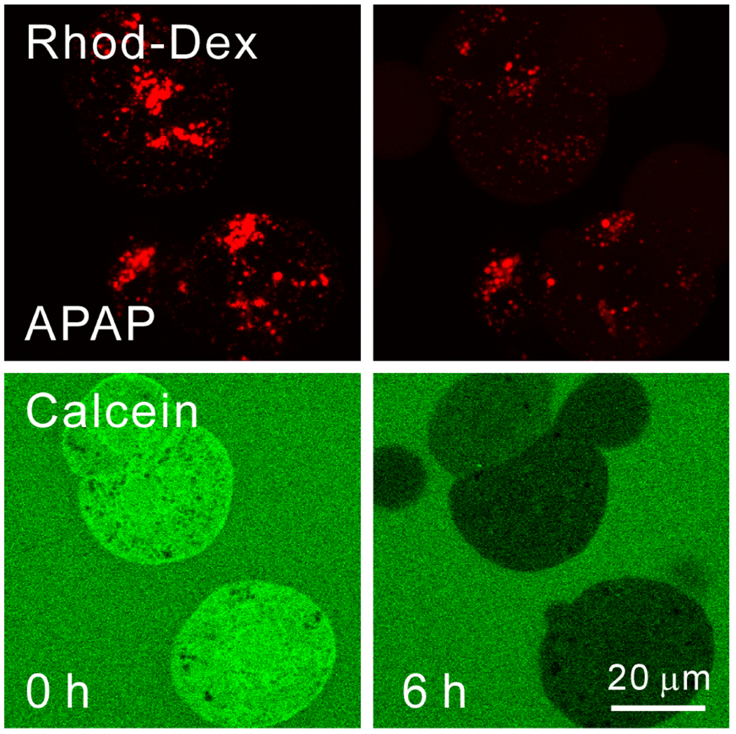 Role of Mitochondrial Iron Uptake in Acetaminophen Hepatotoxicity.