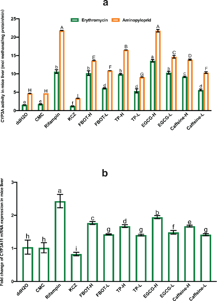 The impact of freeze-dried Baiyedancong-Oolong tea aqueous extract containing bioactive compounds on the activities of CYP450 enzymes, the transport capabilities of P-gp and OATs, and transcription levels in mice.