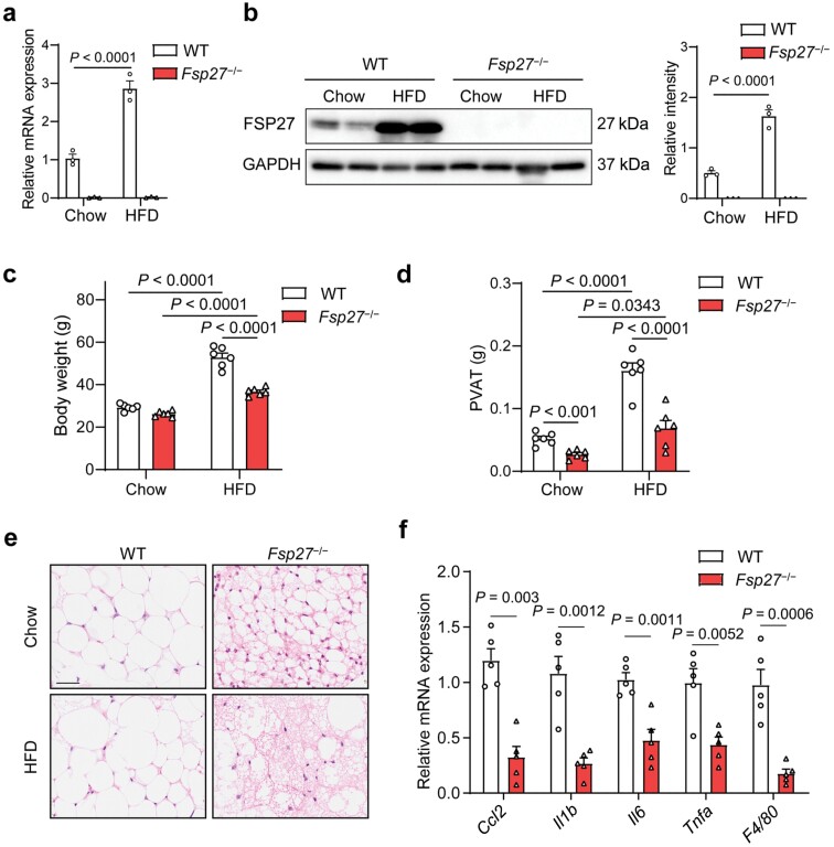CIDEC/FSP27 exacerbates obesity-related abdominal aortic aneurysm by promoting perivascular adipose tissue inflammation.