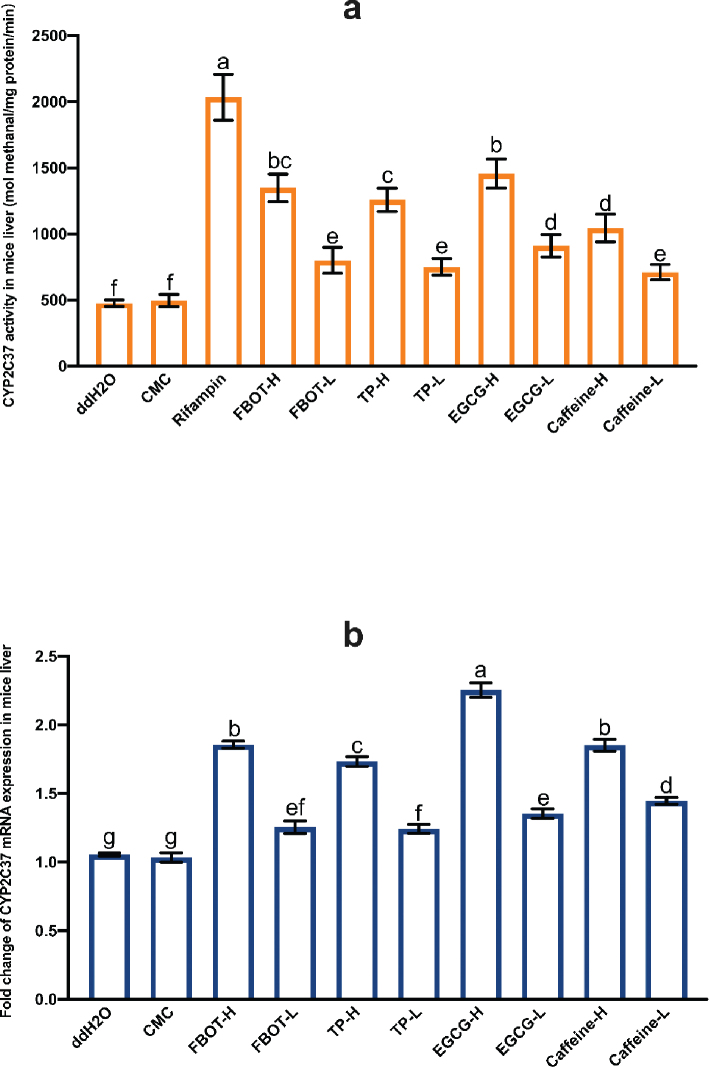 The impact of freeze-dried Baiyedancong-Oolong tea aqueous extract containing bioactive compounds on the activities of CYP450 enzymes, the transport capabilities of P-gp and OATs, and transcription levels in mice.