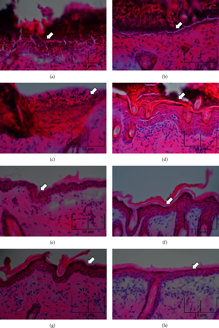 Molecular Biological Verification of the Healing Effect of Biphasic Microcurrent Electrical Stimulation in Model Rats of Skin Abrasion.