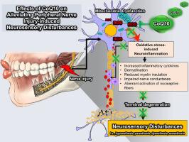 Therapeutic roles of coenzyme Q10 in peripheral nerve injury-induced neurosensory disturbances: Mechanistic insights from injury to recovery