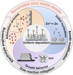 Dynamic evolution of zinc directional deposition: Toward precise interface manipulation for reversible zinc metal anodes