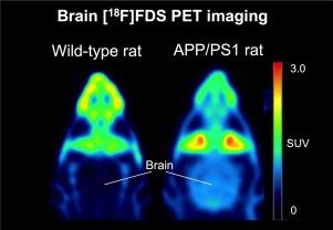 [18F]2-fluoro-2-deoxy-sorbitol ([18F]FDS) PET imaging repurposed for quantitative estimation of blood-brain barrier permeability in a rat model of Alzheimer's disease