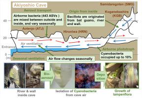 Seasonal variation in airborne microbial communities of the Akiyoshido Cave: Lampenflora dispersed by phototrophic bioaerosols