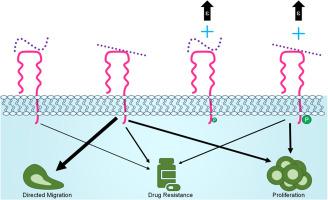 Strain and hyaluronic acid interact to regulate ovarian cancer cell proliferation, migration, and drug resistance